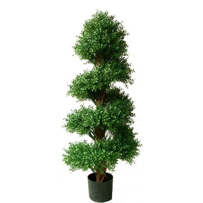 Boxwood Spiral Tree