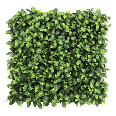 Envywall Benjamina Boxwood